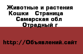 Животные и растения Кошки - Страница 3 . Самарская обл.,Отрадный г.
